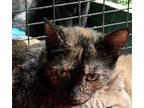 Adopt Germany a Tortoiseshell Domestic Shorthair (short coat) cat in Pottsville
