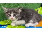 Adopt Donte a Gray or Blue Domestic Shorthair / Domestic Shorthair / Mixed cat