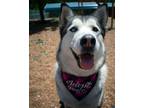 Adopt Harley a Black - with Gray or Silver Husky / Mixed dog in House Springs