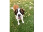 Adopt Sweetie a Tricolor (Tan/Brown & Black & White) St. Bernard / Mixed dog in