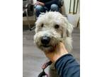 Adopt Shadow a White Terrier (Unknown Type, Medium) / Mixed dog in Los Angeles