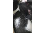 Adopt Raney a White Domestic Shorthair / Domestic Shorthair / Mixed cat in