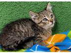 Adopt Dominic a Tan or Fawn Domestic Mediumhair / Domestic Shorthair / Mixed cat