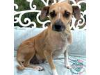Adopt Wednesday a Tan/Yellow/Fawn - with White Beagle / Mixed dog in Inglewood
