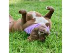 Adopt Allie a Pit Bull Terrier / Mixed dog in Riverwoods, IL (35953772)