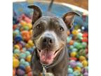 Adopt Mint Julep a Black American Pit Bull Terrier / Mixed dog in Kanab