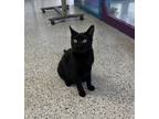 Adopt Gabby a All Black Domestic Shorthair / Domestic Shorthair / Mixed cat in