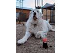 Adopt Boogey Woogey, fka Ghost DFW a White Great Pyrenees / Mixed dog in
