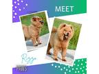 Adopt Rizzo a Brown/Chocolate Chow Chow / Mixed dog in Jefferson, IA (38384505)