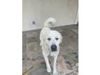 Adopt Phoenix a Great Pyrenees / Mixed dog in Houston, TX (38272417)
