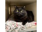 Adopt Squeaks a All Black Domestic Longhair / Mixed cat in Great Falls