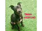 Adopt Thomas-Stray a Black American Pit Bull Terrier / Rottweiler / Mixed dog in