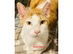 Adopt Bam Bam a Orange or Red Tabby Domestic Shorthair (short coat) cat in