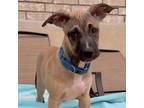 Adopt Jax a Tan/Yellow/Fawn Black Mouth Cur / Terrier (Unknown Type