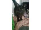 Adopt Sum a All Black Domestic Longhair (long coat) cat in Fort Scott