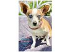 Adopt Cordin Blue a Tan/Yellow/Fawn - with White Jack Russell Terrier /