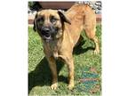 Adopt Franzi a Tan/Yellow/Fawn Shepherd (Unknown Type) / Mixed dog in Inglewood