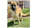 Adopt Bruce a Tan/Yellow/Fawn Belgian Malinois / Mixed dog in Inglewood