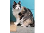 Adopt Callie a White Domestic Mediumhair / Domestic Shorthair / Mixed cat in