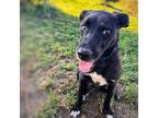 Adopt Sansa a Black Terrier (Unknown Type, Small) / Mixed dog in Milford