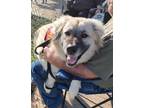 Adopt Zeke SAT a White German Shepherd Dog / Great Pyrenees / Mixed dog in