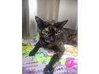 Adopt Elly Mae a All Black Domestic Shorthair / Domestic Shorthair / Mixed cat