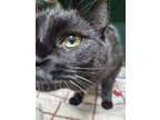 Adopt Charolette a All Black Domestic Shorthair / Domestic Shorthair / Mixed cat