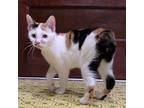 Adopt Cinnamon a Calico or Dilute Calico Calico (short coat) cat in Somerset