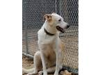 Adopt Atlas a White Mixed Breed (Medium) / Mixed dog in Friendship