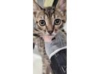 Adopt Duey a Tan or Fawn Domestic Shorthair / Domestic Shorthair / Mixed cat in
