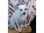 Adopt Molly Courtesy Post a White Rat Terrier / Mixed dog in Creston