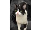 Adopt Kiyoko a All Black Domestic Shorthair / Domestic Shorthair / Mixed cat in