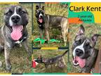 Adopt Clark Kent a Tan/Yellow/Fawn Akita / American Pit Bull Terrier / Mixed dog