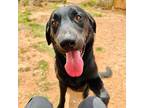 Adopt grey a Black Labrador Retriever / Mixed dog in Spokane, WA (38381365)