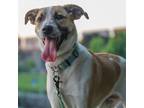 Adopt Karaoke a Tan/Yellow/Fawn Australian Cattle Dog / Mixed dog in Kingston