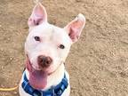 Adopt Herbert a White Mixed Breed (Large) / Mixed dog in Georgetown