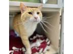 Adopt Cosmo a Orange or Red Domestic Shorthair / Mixed cat in Great Falls