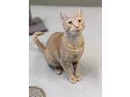 Adopt Calliope a Domestic Shorthair / Mixed (short coat) cat in Prairie du