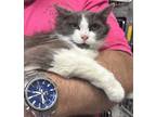 Adopt Whisper a Gray or Blue (Mostly) Domestic Mediumhair (medium coat) cat in