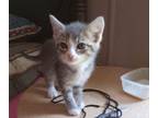 Adopt Ash a Domestic Shorthair / Mixed (short coat) cat in Crocker