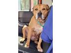 Adopt Starr A043500 a American Pit Bull Terrier / Mixed Breed (Medium) / Mixed