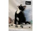 Adopt Onyx a Domestic Shorthair / Mixed (short coat) cat in PAHRUMP