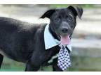 Adopt Mercy May a Black Labrador Retriever / Mixed dog in cypress, TX (38499541)