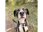 Adopt Hope a Black Anatolian Shepherd / American Pit Bull Terrier / Mixed dog in
