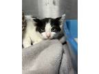 Adopt Milkshake a Domestic Shorthair / Mixed (short coat) cat in Jonesboro
