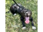 Adopt Buster a Lancashire Heeler / Mixed Breed (Medium) / Mixed dog in Saint