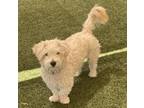 Adopt Liam 3/ Maddy a White Poodle (Miniature) / Mixed dog in Phoenix