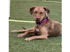 Adopt Penny 2 a Brindle Vizsla / Mixed Breed (Medium) / Mixed (short coat) dog