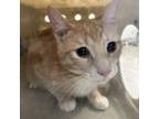 Adopt Tiger a White Domestic Shorthair / Mixed cat in Philadelphia