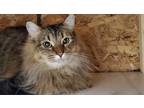 Adopt Sokka a Domestic Mediumhair / Mixed (short coat) cat in Heber